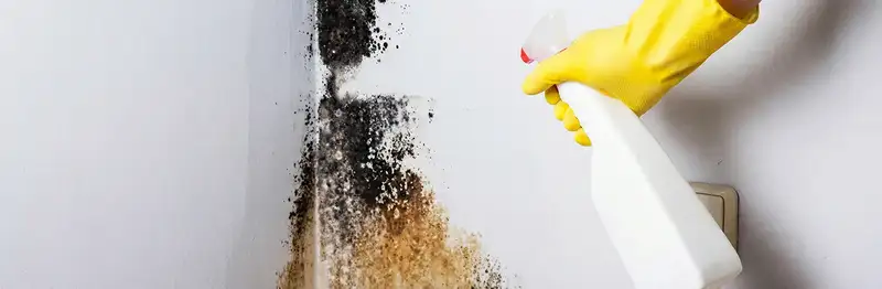 visible mold growth on an interior wall being treated during mold removal service in Myrtle Beach, SC